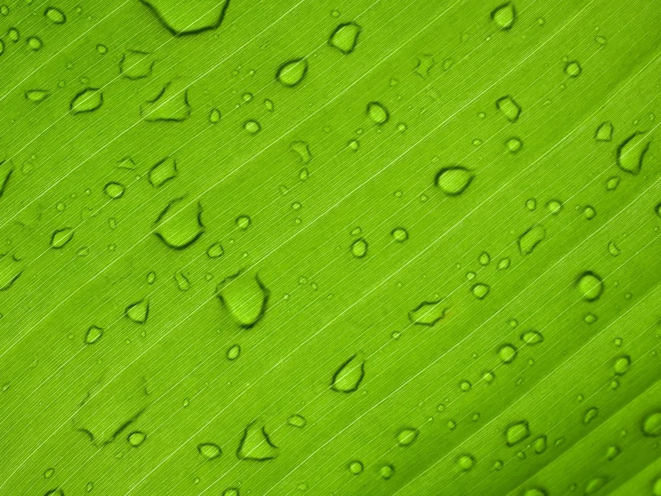 Eco Friendly Window Green Home