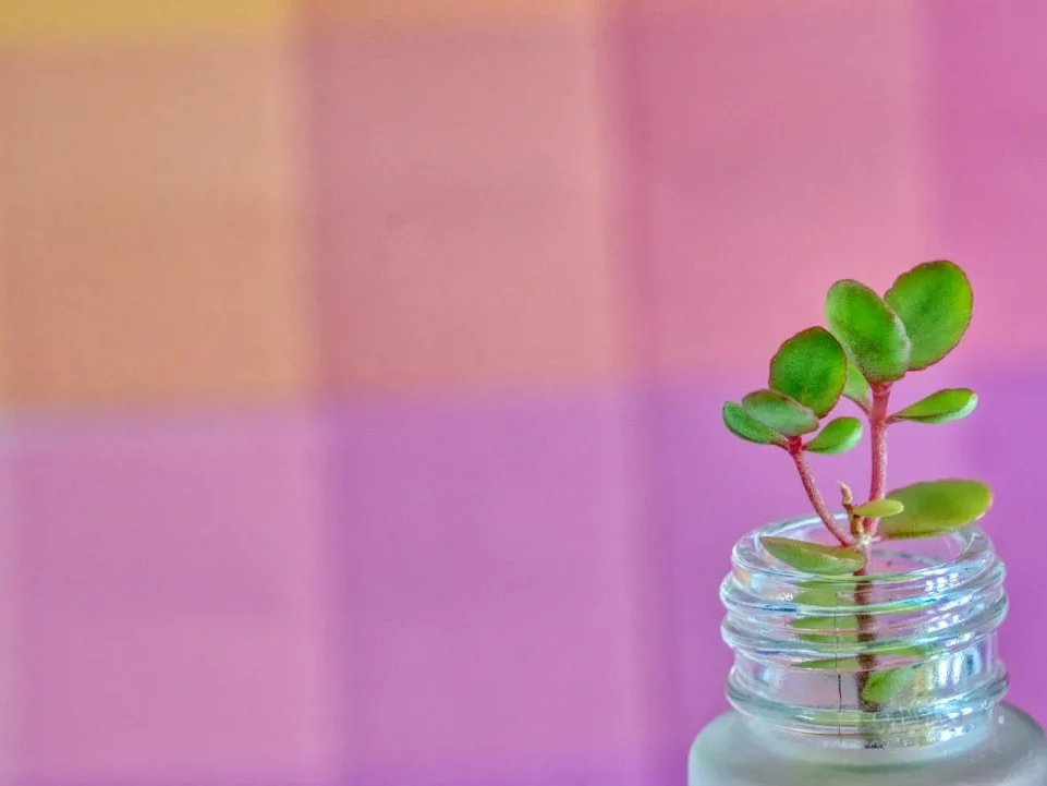 Savings Growing Plant