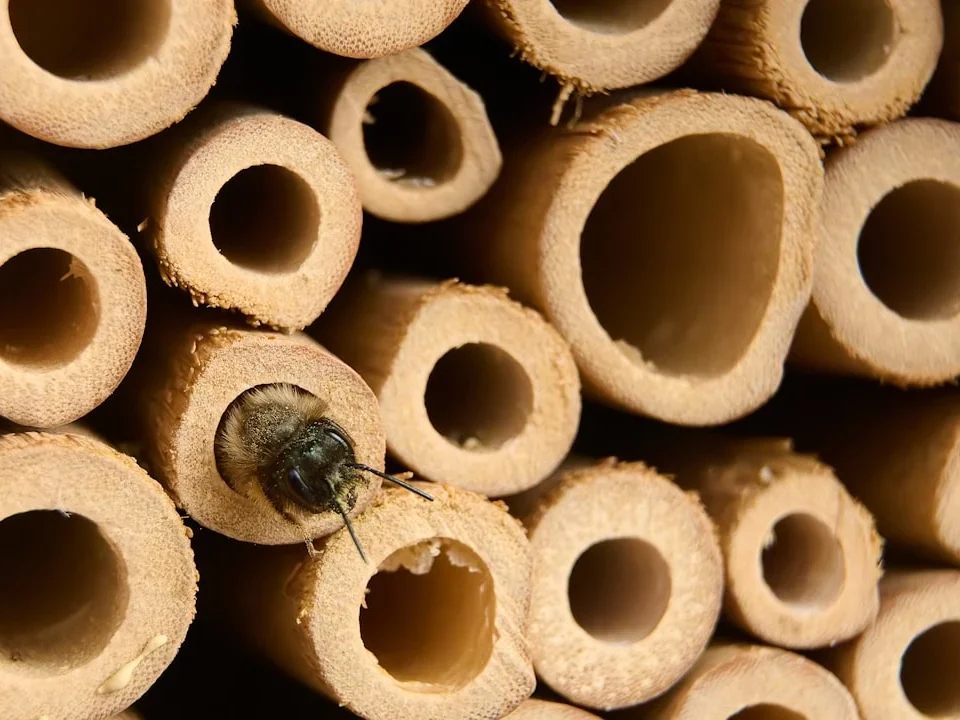 Soundproof Termite Proof