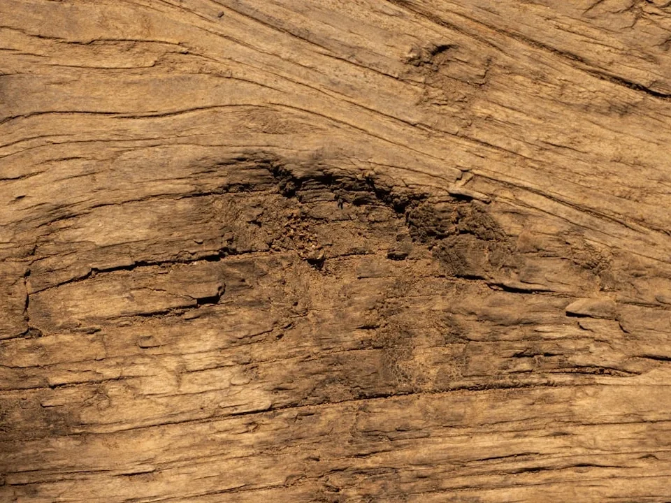 Termite Damage Damaged Wood