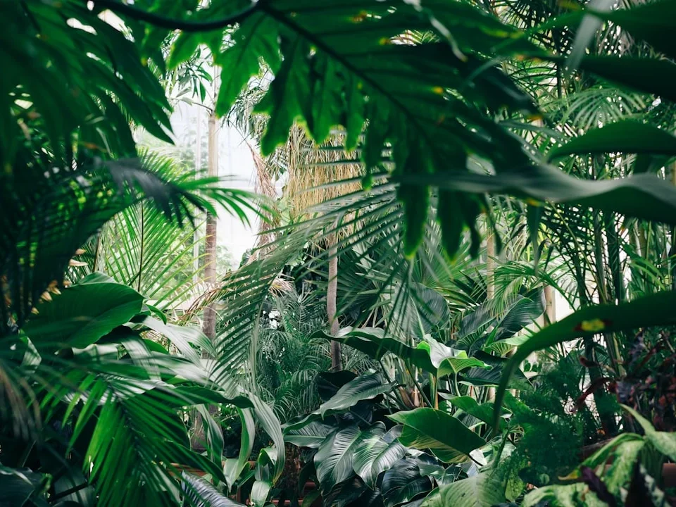 Window Selection Tropical Climate