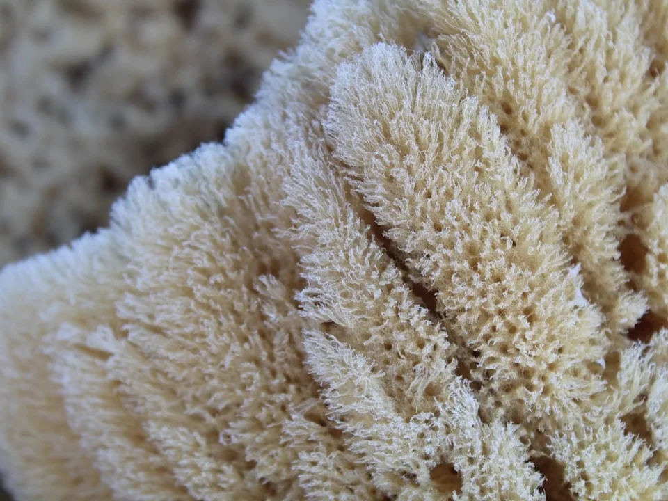 Cleaning Window Sponge