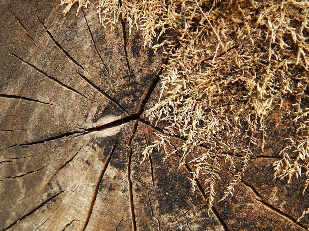 Cleaning Wood Scrubbing Moss
