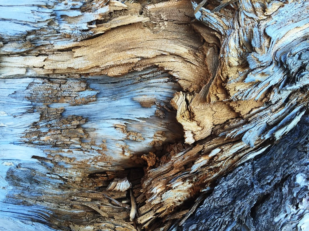 Damaged Wood Rotten Wood