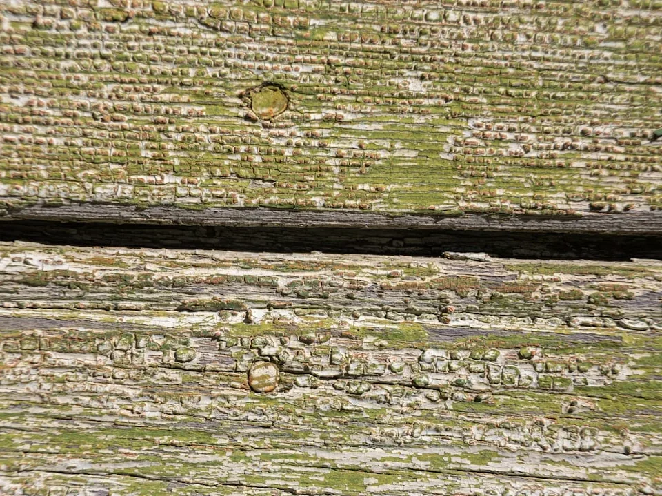 Rotting Wood Damaged Timber Wood Decay