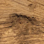Termite Damaged Wood