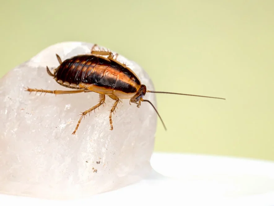 Termite Protection Low Maintenance